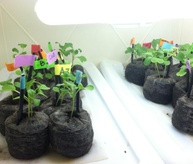 TeraRCBr at 9 Days