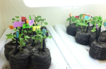 TeraRCBr at 9 Days